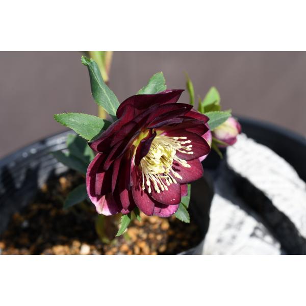 ひなっち クリスマスローズ 開花実績株 DD小輪カシス ひなっち クリスマスローズ 開花実績株 DD小輪カシス クリスマスローズ