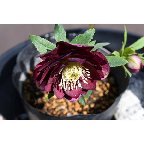 クリスマスローズ開花株 DDグロッシーカラー☆グロスレッド 360 現品