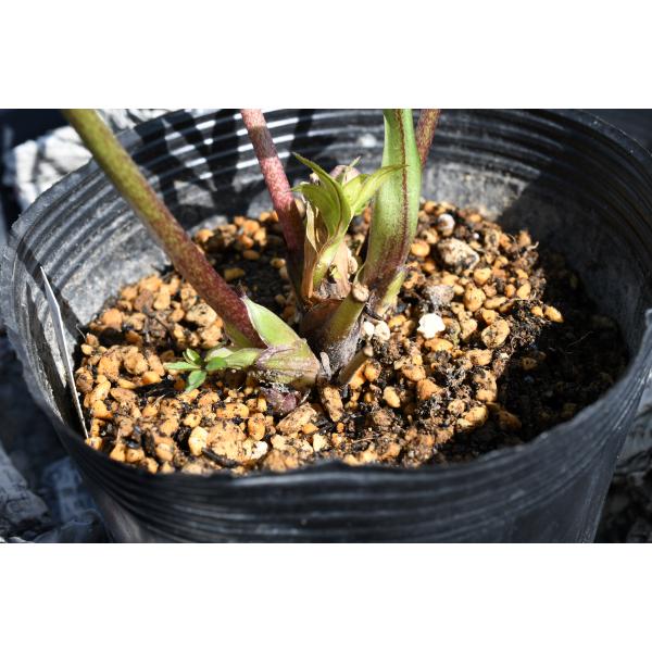 クリスマスローズ開花株 DDグロッシーカラー☆グロスレッド 360 現品