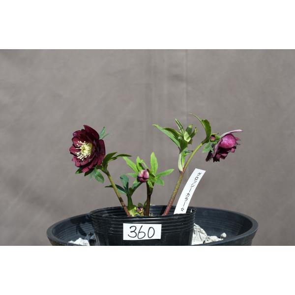 クリスマスローズ 開花株 DD小輪グレープバイカラー クリスマスローズ 開花株 DD小輪グレープバイカラー クリスマスローズ