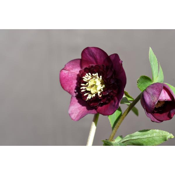 クリスマスローズ開花株 SDキラメキ☆ディープレッド 361 現品限り