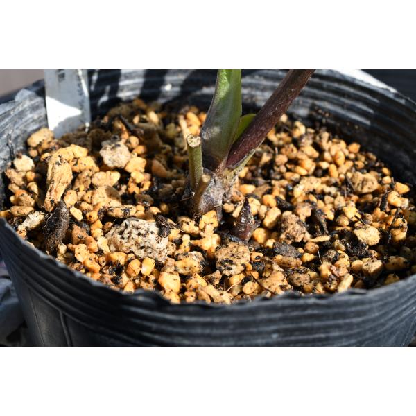 クリスマスローズ開花株 SDキラメキ☆ディープレッド 361 現品限り