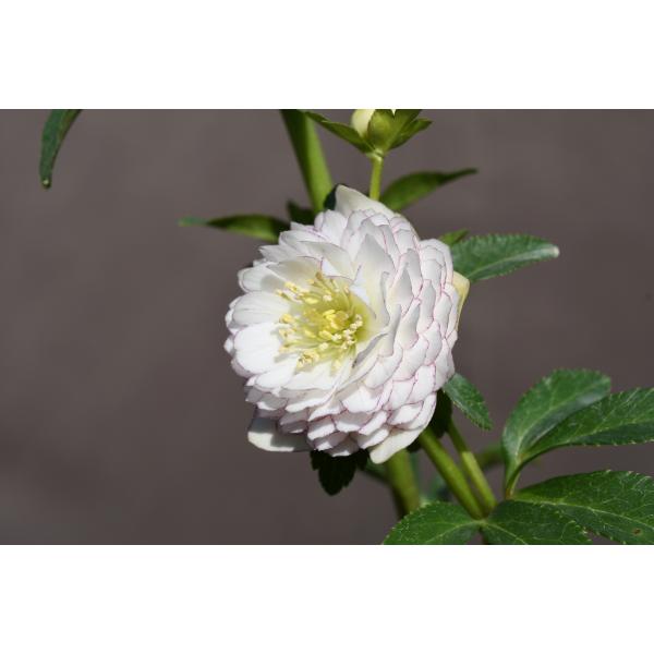 クリスマスローズ開花株 DDリトルアフロディーテ 362 現品限り : 金井