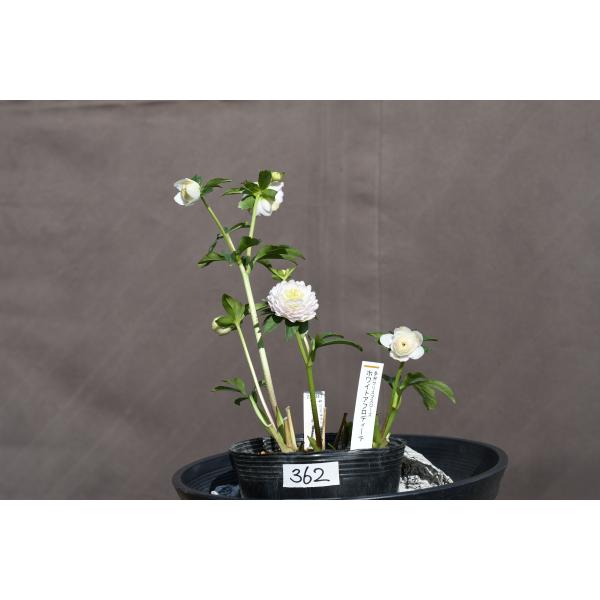 クリスマスローズ開花株 DDリトルアフロディーテ 362 現品限り : 金井