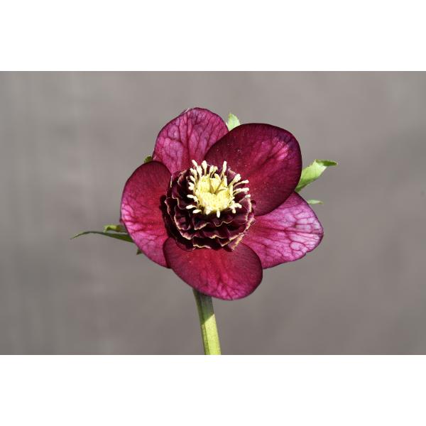 クリスマスローズ開花株 SDグロッシーカラー☆グロスパープルレッドピ