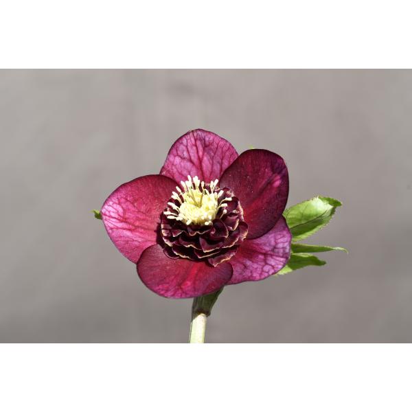 クリスマスローズ開花株 SDグロッシーカラー☆グロスパープルレッドピ