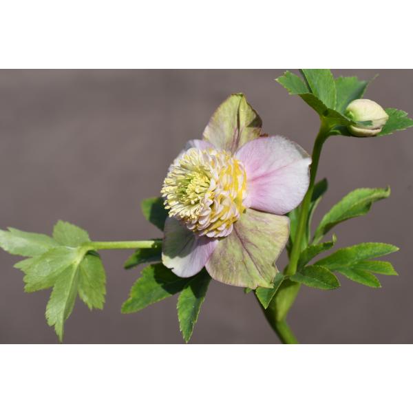 クリスマスローズ開花株 SDピンクバイカラーモーリー 366 現品限り