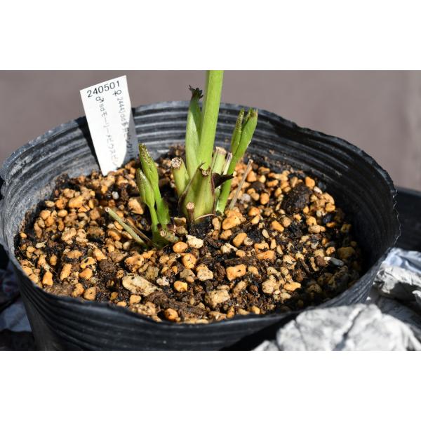 クリスマスローズ開花株 SDピンクバイカラーモーリー 366 現品限り