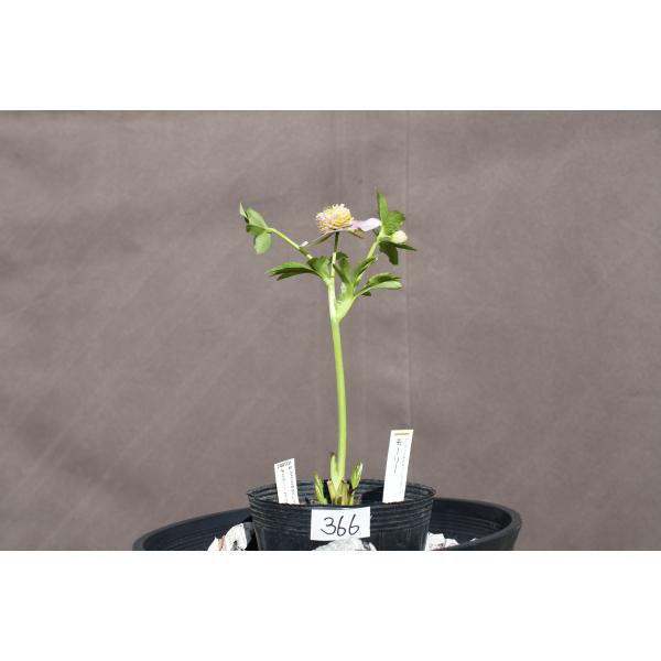 クリスマスローズ開花株 SDピンクバイカラーモーリー 366 現品限り