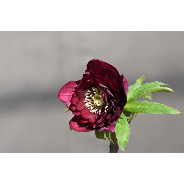 クリスマスローズ dd グロス系グリーン フレグランス クリスマスローズ