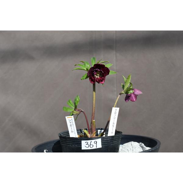 クリスマスローズ開花株 DDグロッシーカラー☆グロスシャガール 369
