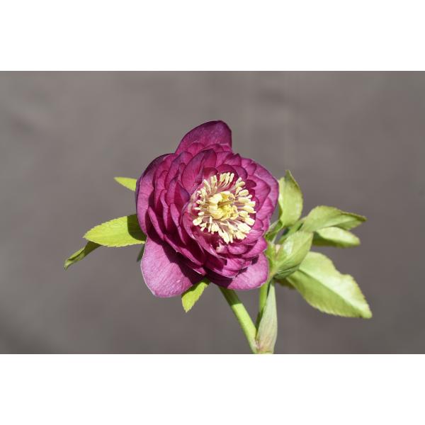 クリスマスローズ 開花実績株 DDディープピンク 楽天市場】クリスマスローズ ダブル 開花株 ピンクピコティ 4.5号 現品