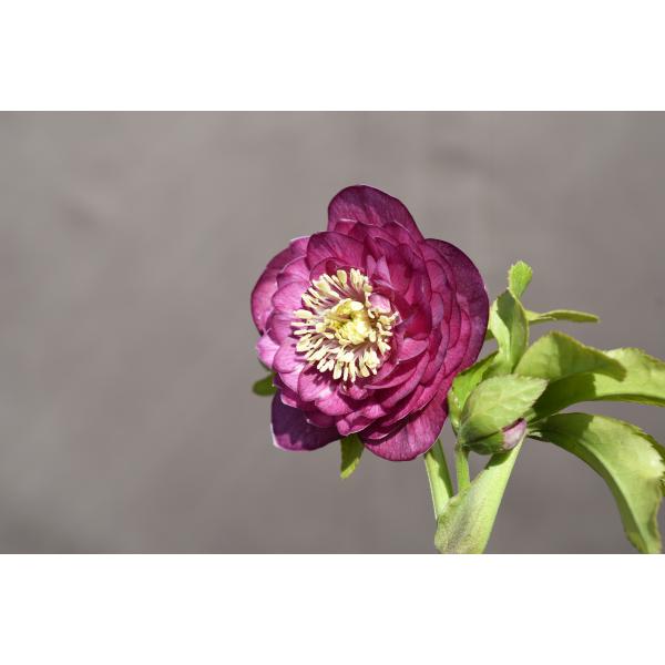 クリスマスローズ開花株 DDグロッシーカラー☆多弁咲きグロスピンク