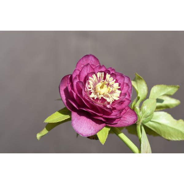 クリスマスローズ 開花実績株 DDアンティークピンク 大和園】 クリスマスローズ 『ダブルアンティークピンク』 【No.10