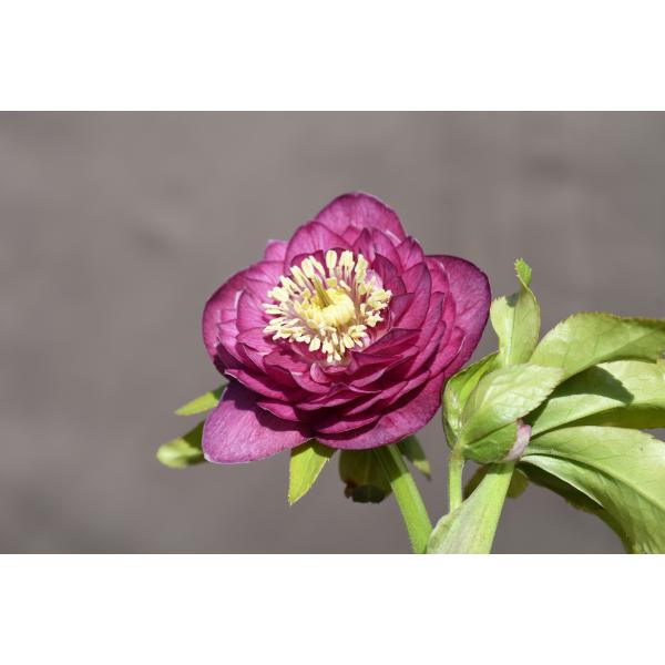 クリスマスローズ開花株 DDグロッシーカラー☆多弁咲きグロスピンク