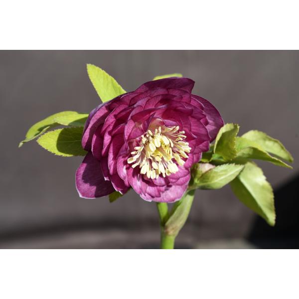 クリスマスローズ開花株 DDグロッシーカラー☆多弁咲きグロスピンク