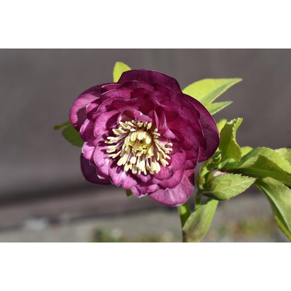 クリスマスローズ開花株 DDグロッシーカラー☆多弁咲きグロスピンク