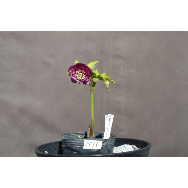 3305 多弁ピンクのグロッシー　クリスマスローズ　開花株 3305 多弁ピンクのグロッシー クリスマスローズ 開花株 - メルカリ