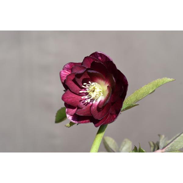 クリスマスローズ開花株 DDキラメキ☆チョコレート 246 現品限り