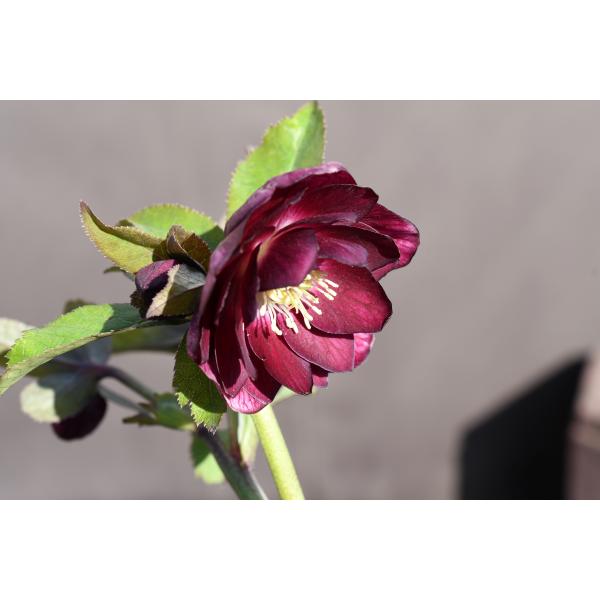 クリスマスローズ開花株 DDグロッシーカラー☆グロスレッド底白系 374