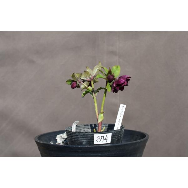 クリスマスローズ dd ブラックダークパープル グロッシーカラー クリスマスローズ 認定グロッシーカラー ddブラックパープル加藤農園