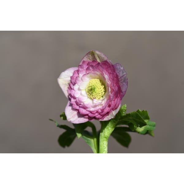 クリスマスローズ開花株 DDピンクグラデーションリトルアフロディーテ