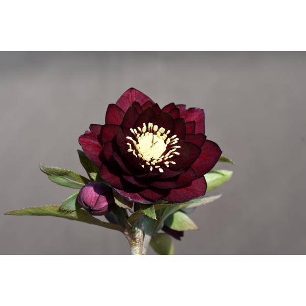 クリスマスローズ開花株 DD赤蕊キラメキ☆ディープレッド 377 現品限り