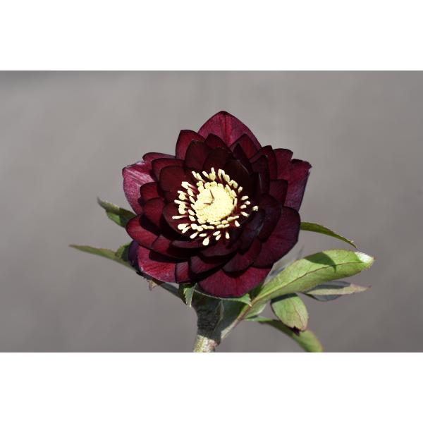 クリスマスローズ開花株 DD赤蕊キラメキ☆ディープレッド 377 現品限り