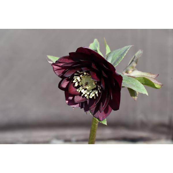 クリスマスローズ開花株 DD赤蕊キラメキ☆ディープレッド 377 現品限り