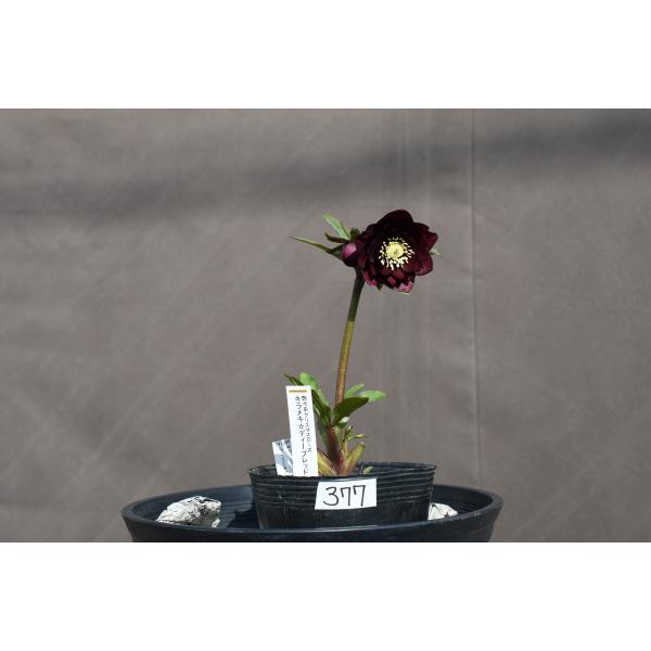 クリスマスローズ開花株 DD赤蕊キラメキ☆ディープレッド 377 現品限り