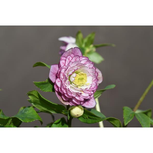 クリスマスローズ開花株 DDアフロディーテプリマヴェーラ 378 現品限り