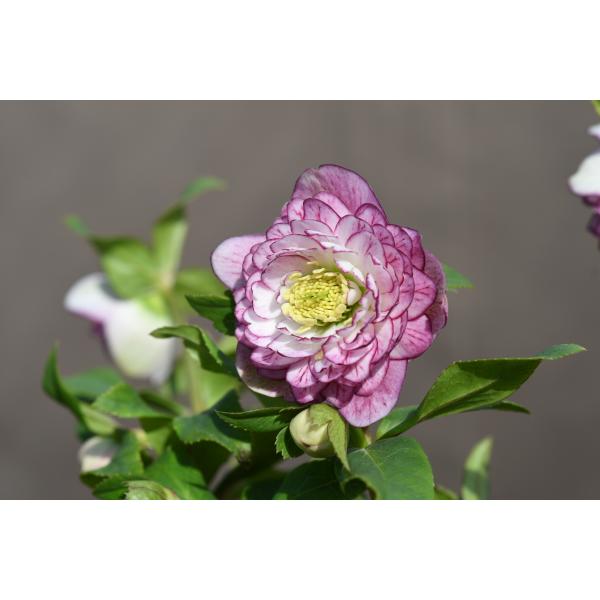 ♡認定♡アフロディーテ　極上整形花！！ クリスマスローズ開花株 DDアフロディーテプリマヴェーラ 378 現品限り