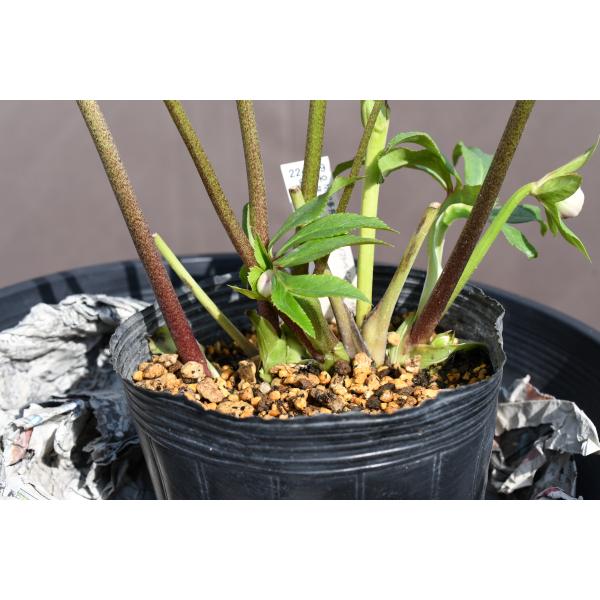 クリスマスローズ　dd　アフロディーテプリマベーラ クリスマスローズ開花株 DDアフロディーテプリマヴェーラ 378 現品限り