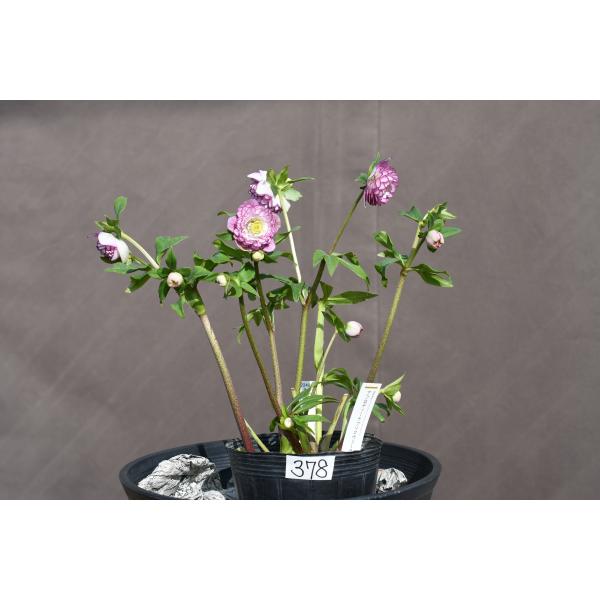 クリスマスローズ　dd　アフロディーテプリマベーラ クリスマスローズ開花株 DDアフロディーテプリマヴェーラ 378 現品限り