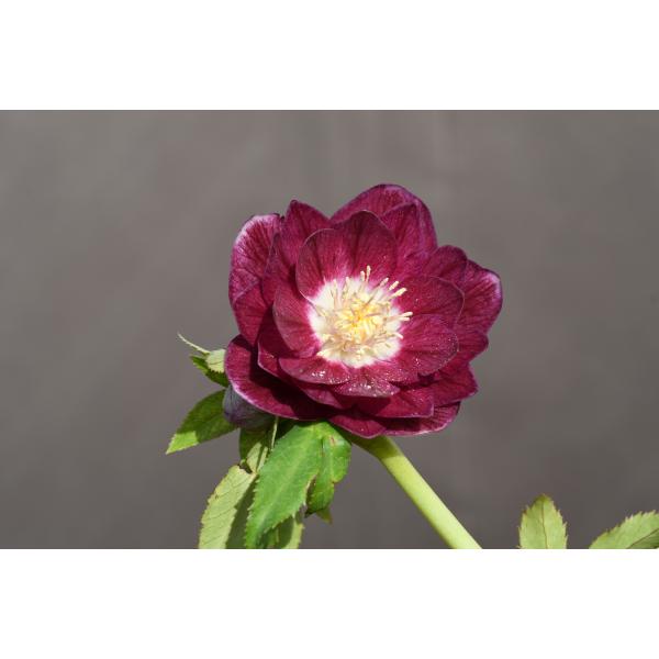 クリスマスローズ開花株 DDグロッシー紅白 379 現品限り : 金井園芸