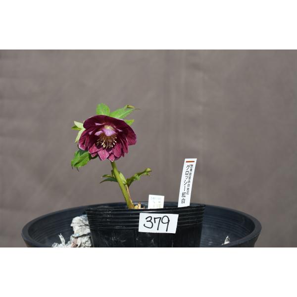 クリスマスローズ開花株 DDグロッシー紅白 379 現品限り : 金井園芸