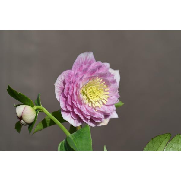 クリスマスローズ開花株 DD多弁咲きプリマヴェーラ 381 現品限り