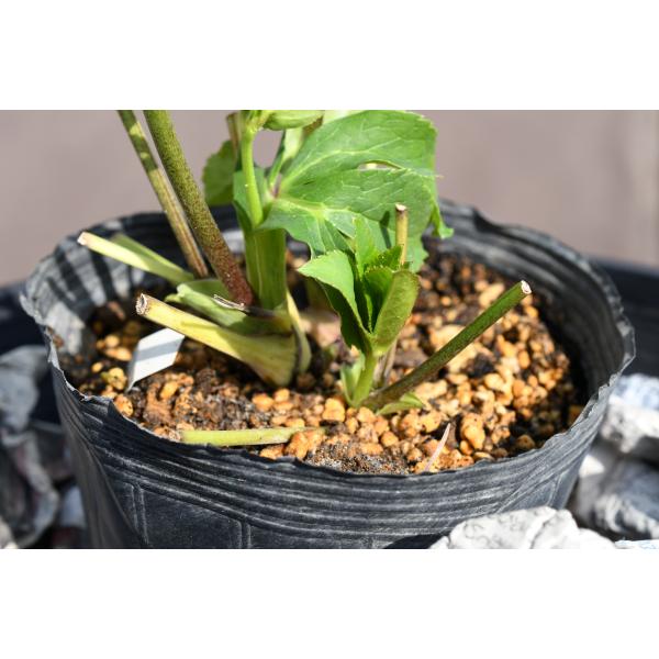 クリスマスローズ開花株 DD多弁咲きプリマヴェーラ 381 現品限り