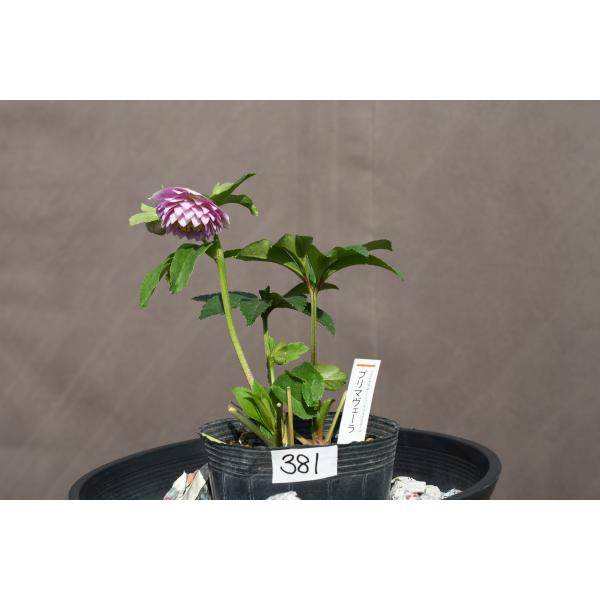 クリスマスローズ開花株 DD多弁咲きプリマヴェーラ 381 現品限り