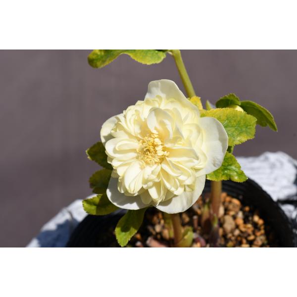 クリスマスローズ開花株 DDアフロディーテゴールド 392 現品限り