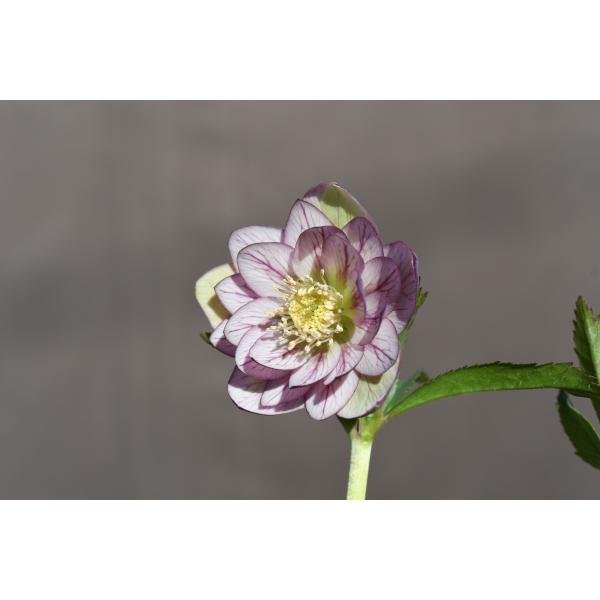 クリスマスローズ開花株 DDバイカラーベイン 39 3現品限り : 金井園芸