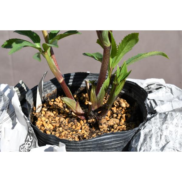 クリスマスローズ開花株 DDバイカラーベイン 39 3現品限り : 金井園芸