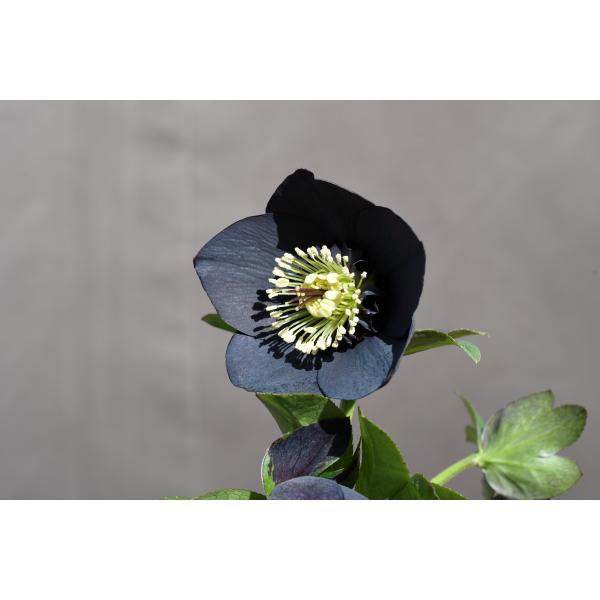 クリスマスローズ開花株 SDブラック 399 現品限り : 金井園芸 - 通販