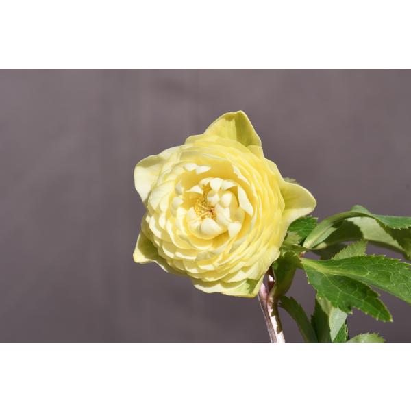 クリスマスローズ開花株 DDアフロディーテゴールド 403 現品限り