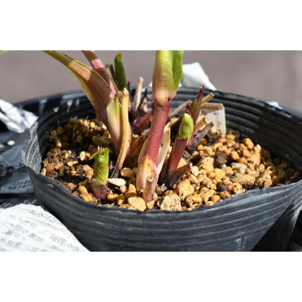 クリスマスローズ 開花実績株 DDゴールド糸ピコティ 11422_2.jpg