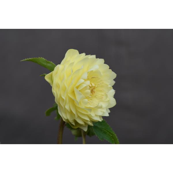 クリスマスローズ開花株 DDアフロディーテゴールド 403 現品限り