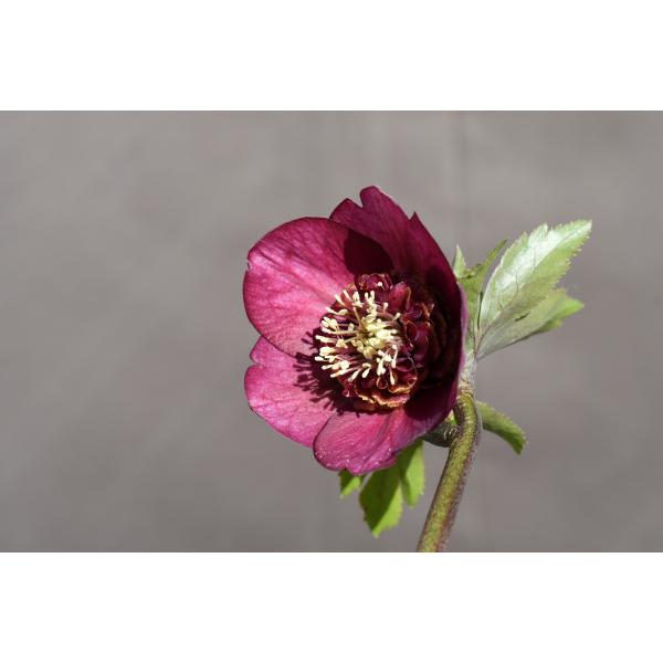 クリスマスローズ開花株 SDグロッシーカラー☆グロスパープルレッドピ