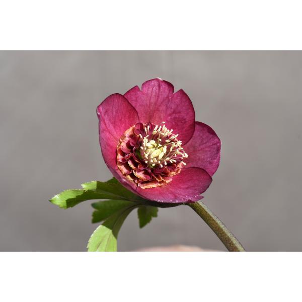 クリスマスローズ開花株 SDグロッシーカラー☆グロスパープルレッドピ