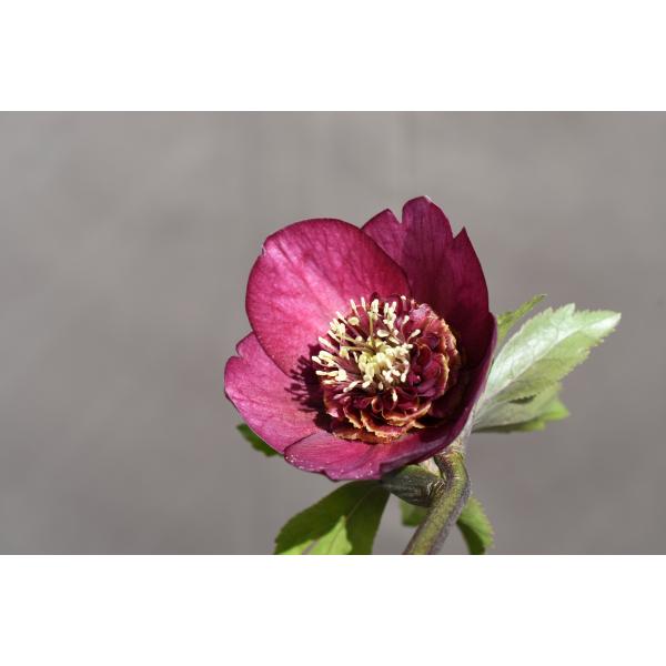 クリスマスローズ開花株 SDグロッシーカラー☆グロスパープルレッドピ