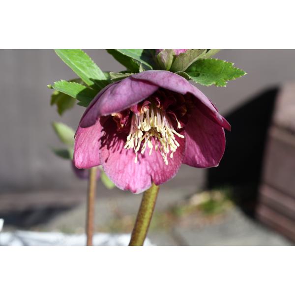 クリスマスローズ開花株 SDグロッシーカラー☆グロスパープルレッドピ